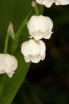 Lily of the valley